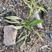 ribwort plantain