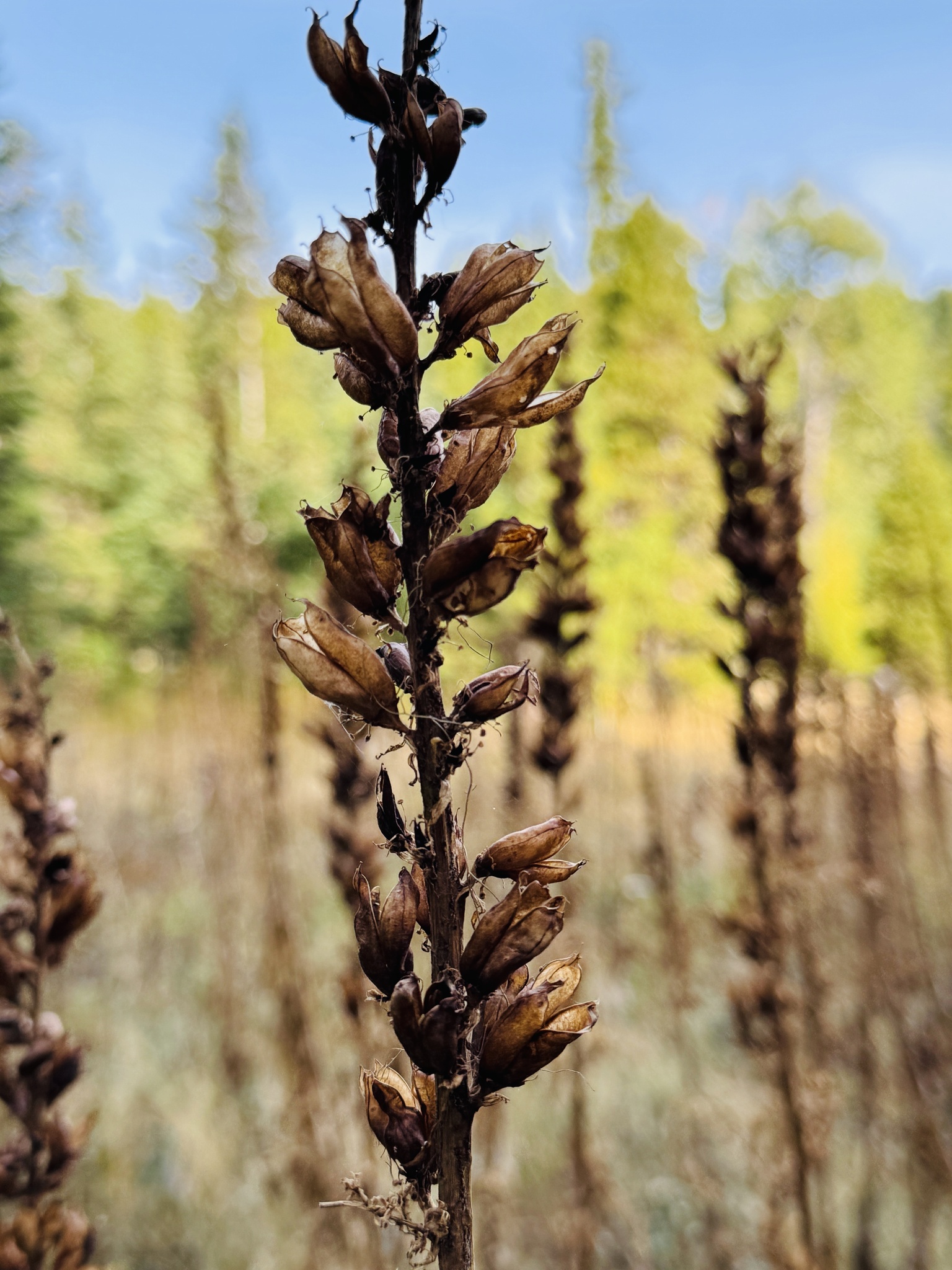 Veratrum viride
