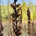 green false hellebore