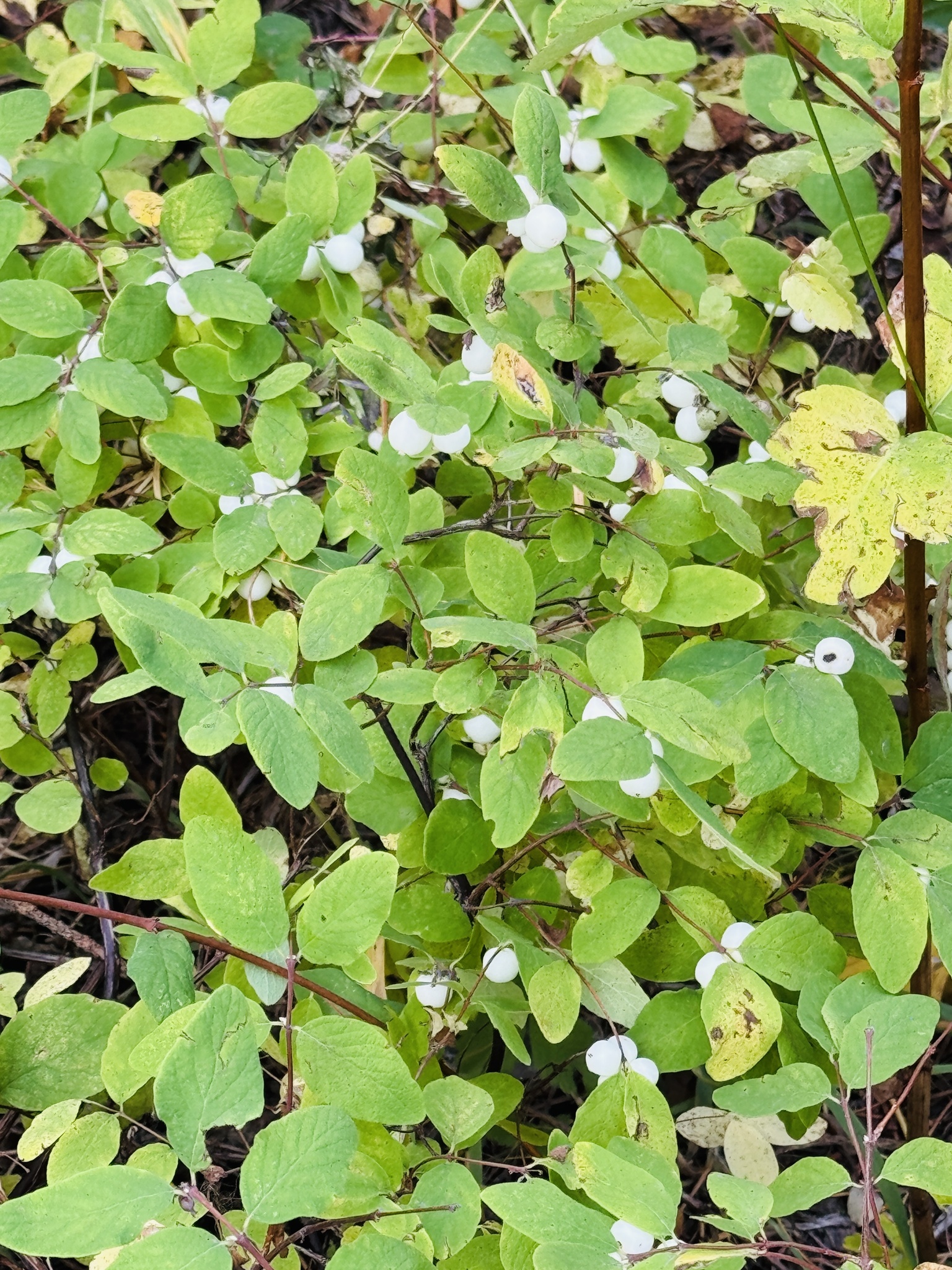 Symphoricarpos