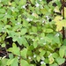 snowberries