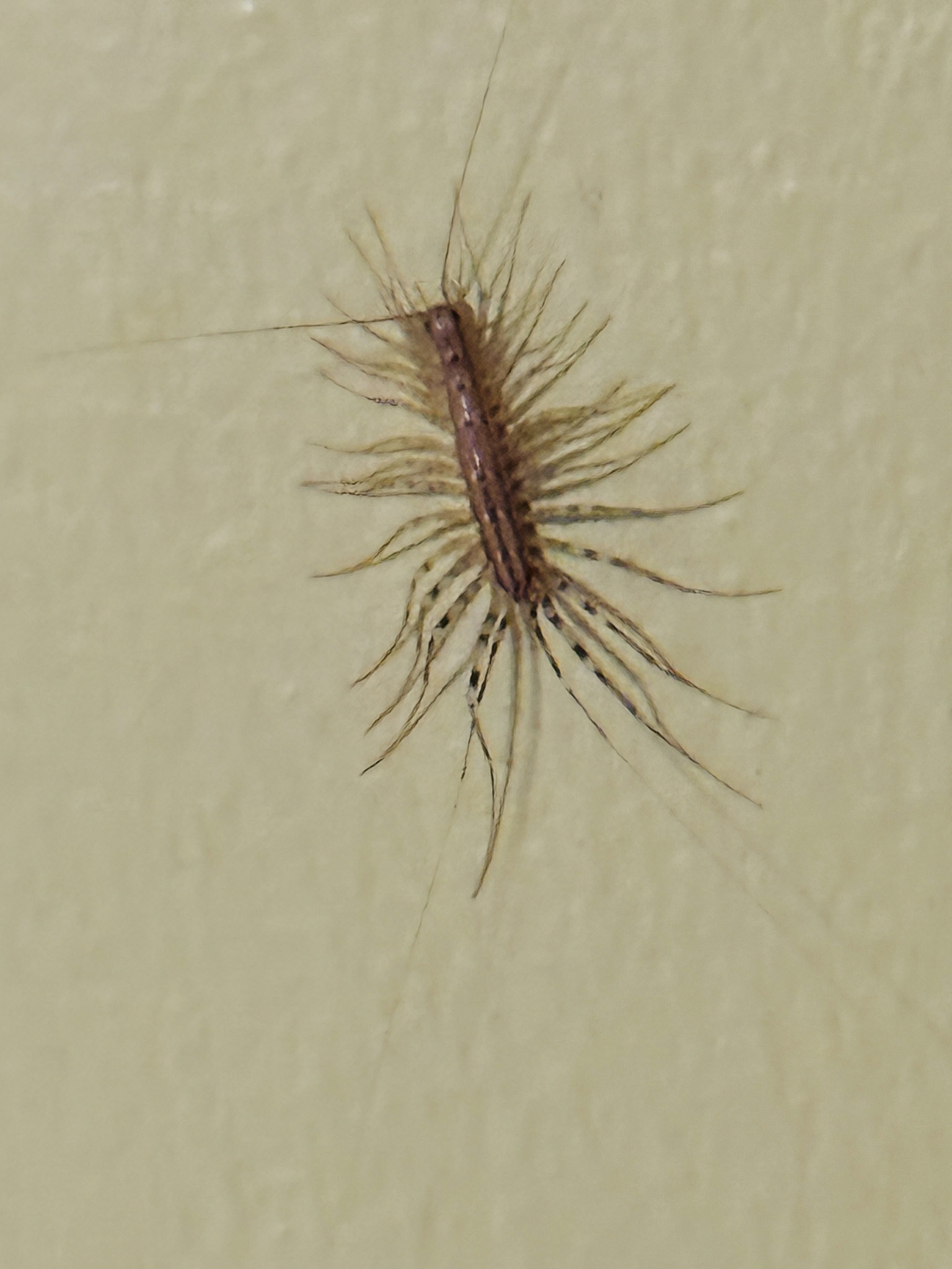 Scutigera coleoptrata