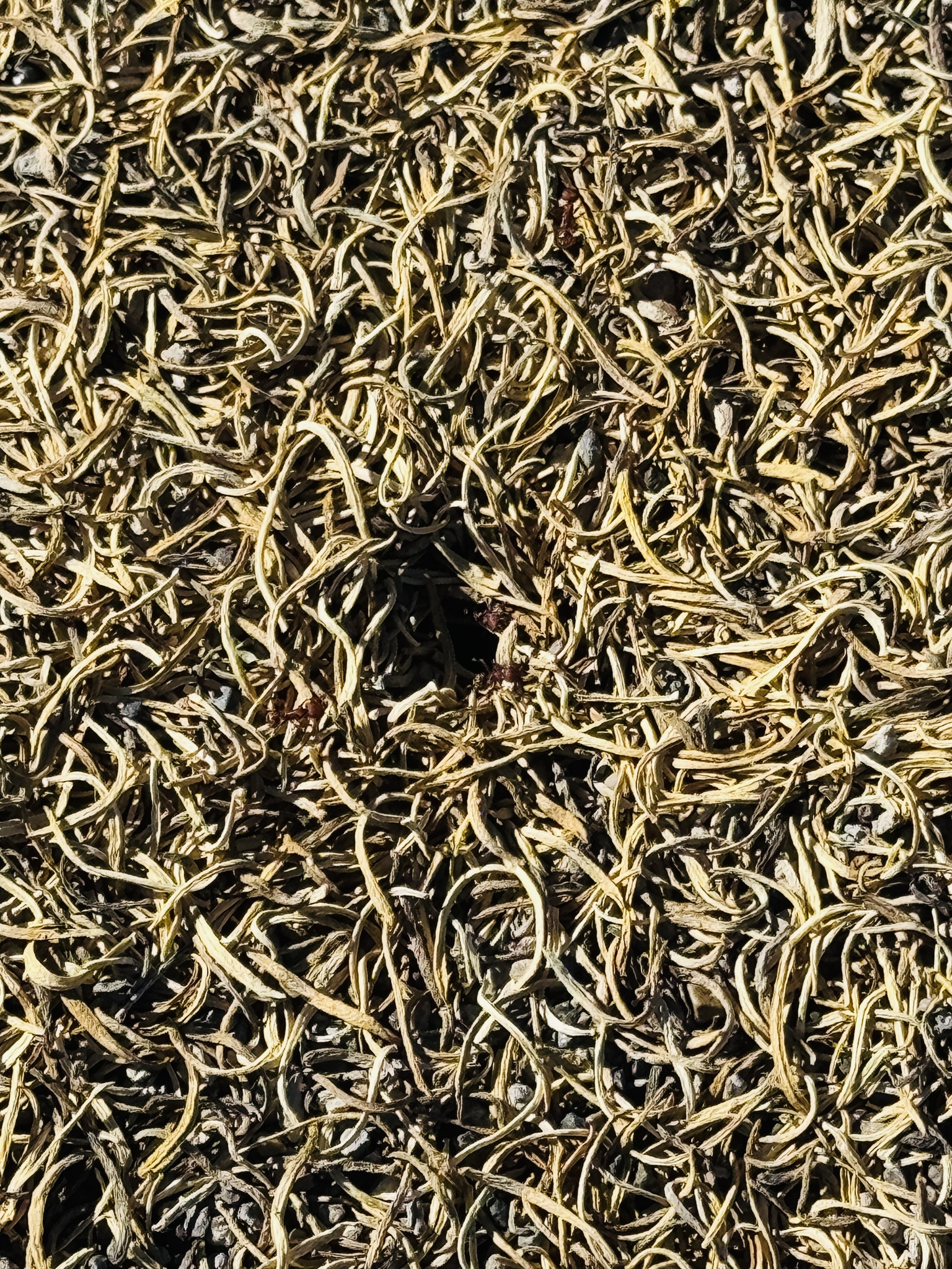 Pogonomyrmex
