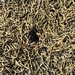 Typical American Harvester Ants