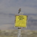Western Bluebird