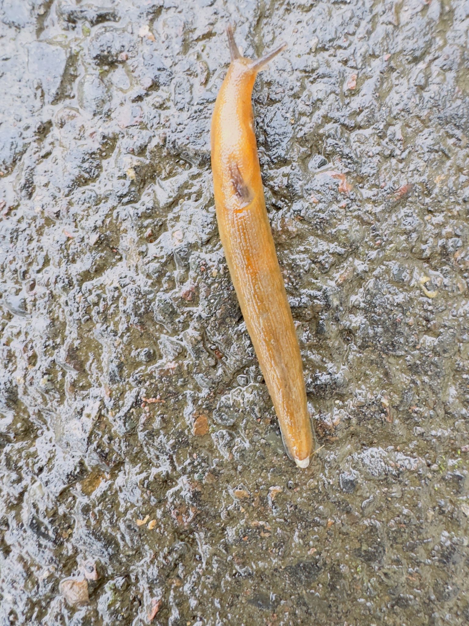 Arion subfuscus