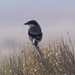 Loggerhead Shrike