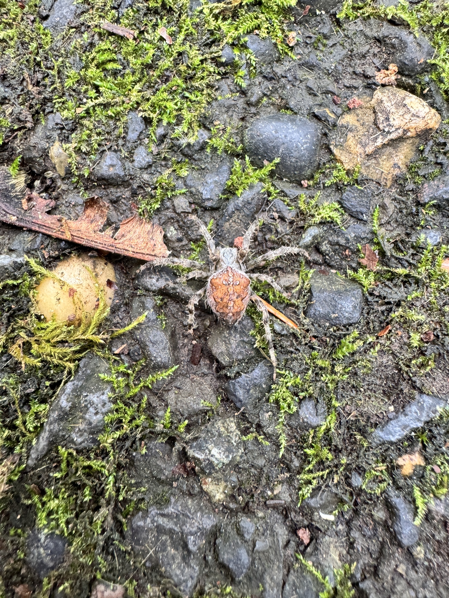 Araneus diadematus