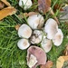 Yellow Stainer