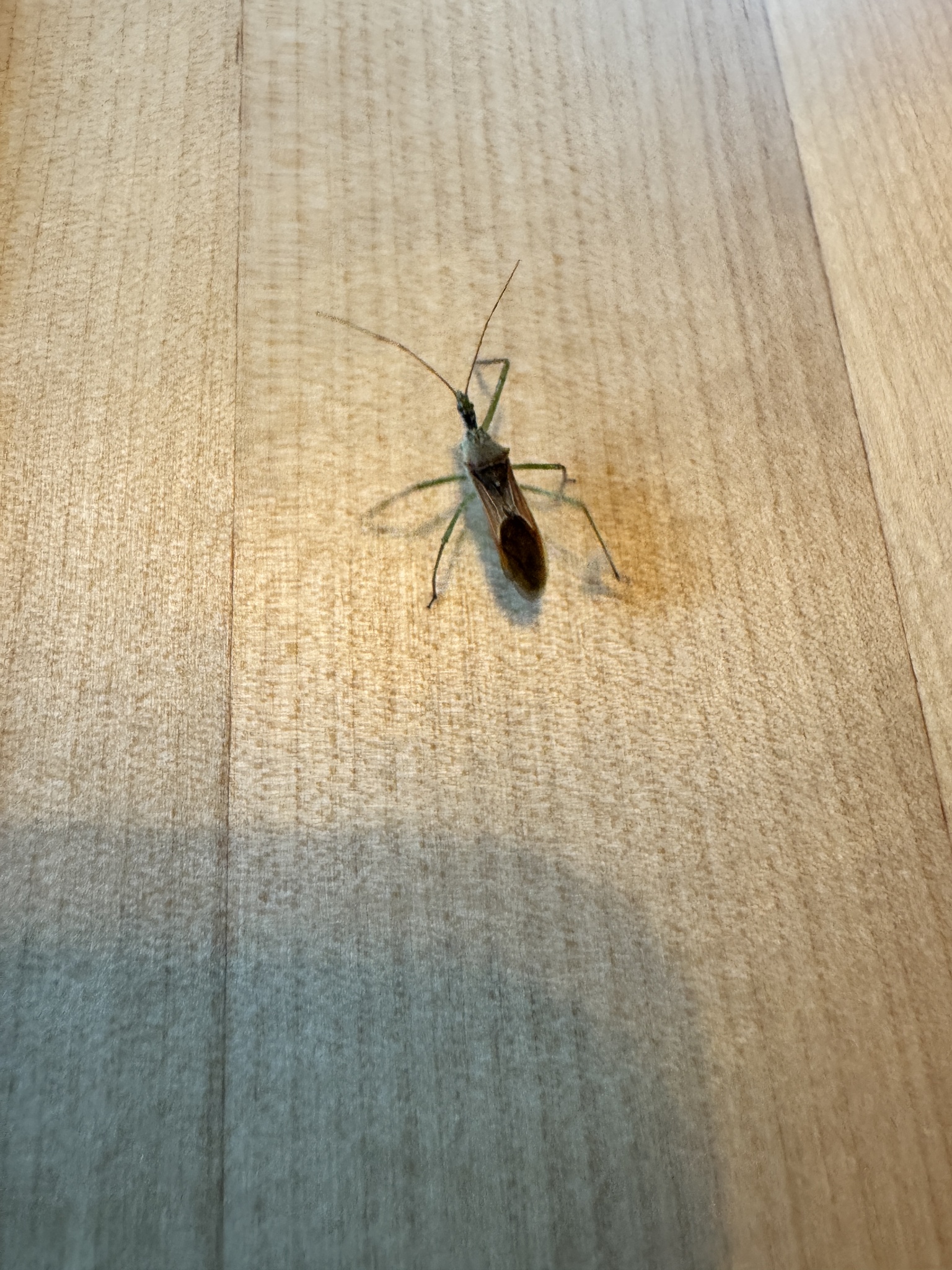 Zelus renardii