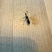 Leafhopper Assassin Bug