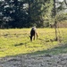 Columbian Black-tailed Deer