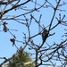 Downy Woodpecker