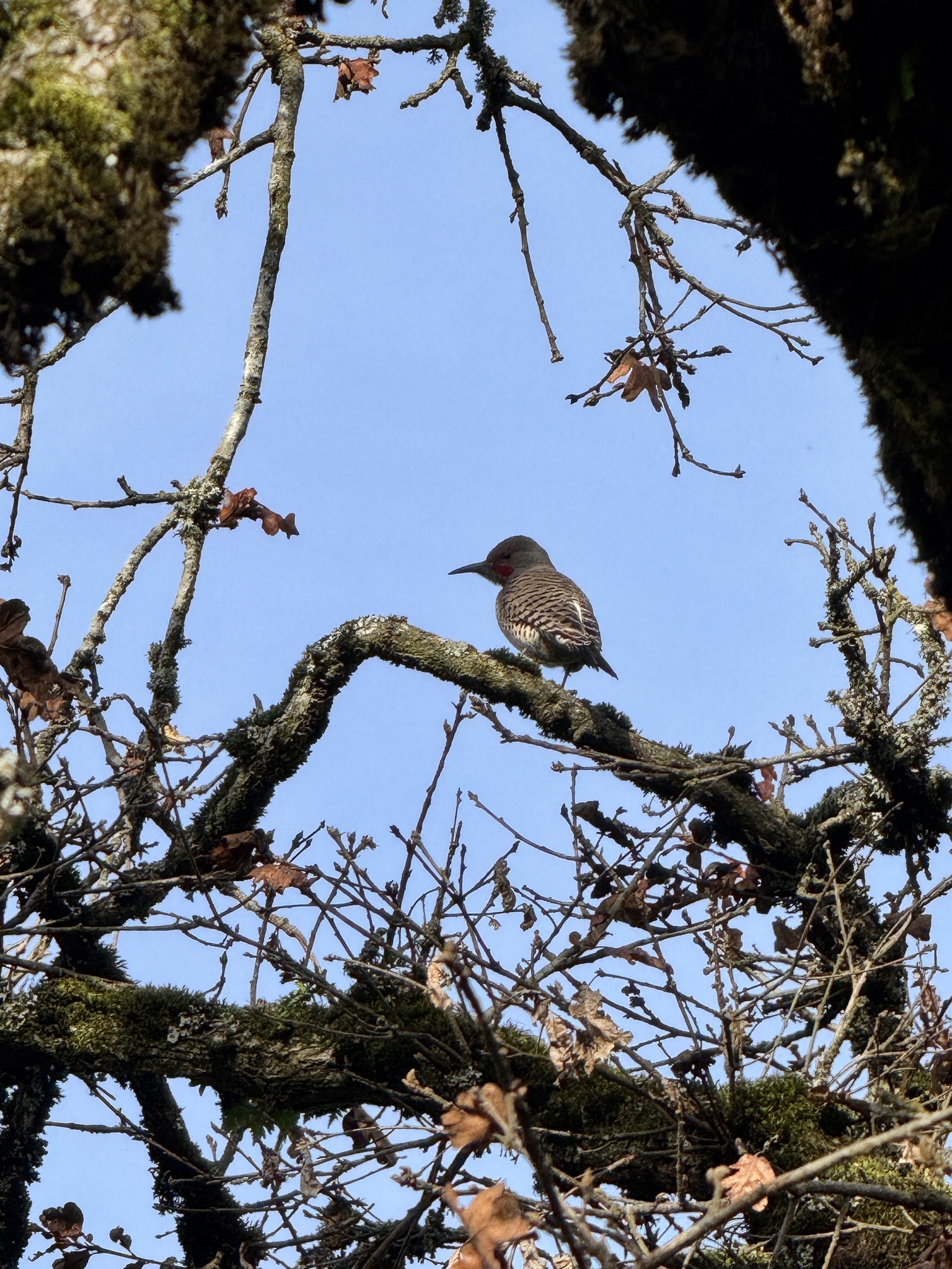 Colaptes auratus