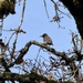Northern Flicker