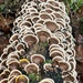 turkey-tail
