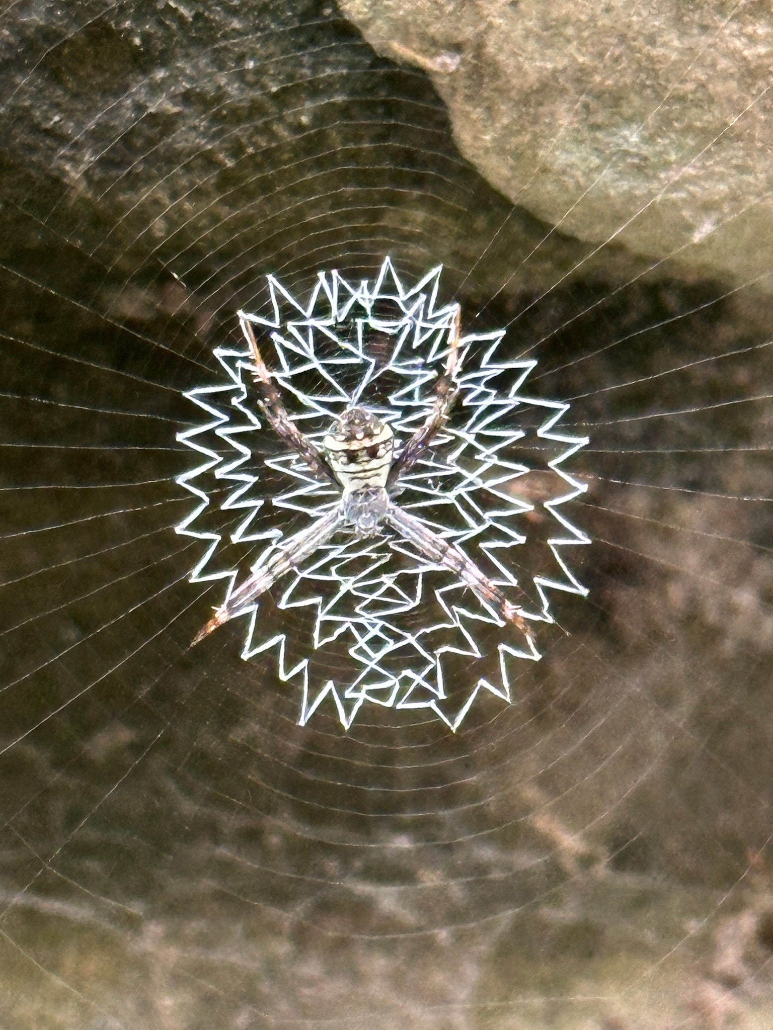 Argiope versicolor