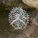 signature spiders
