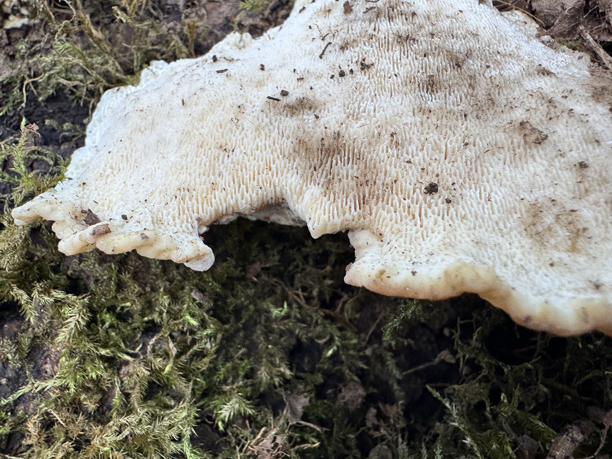 Trametes gibbosa