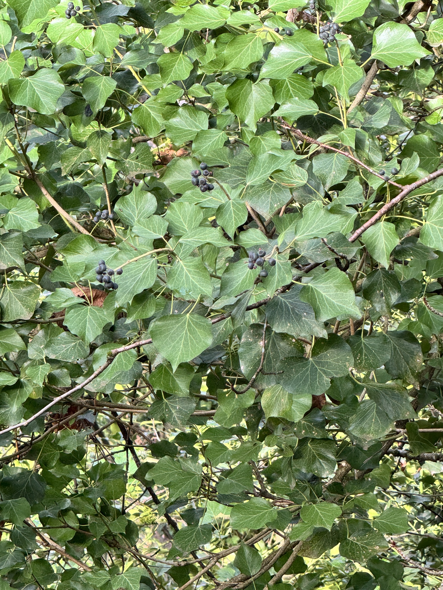 Hedera hibernica