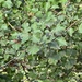 Atlantic Ivy