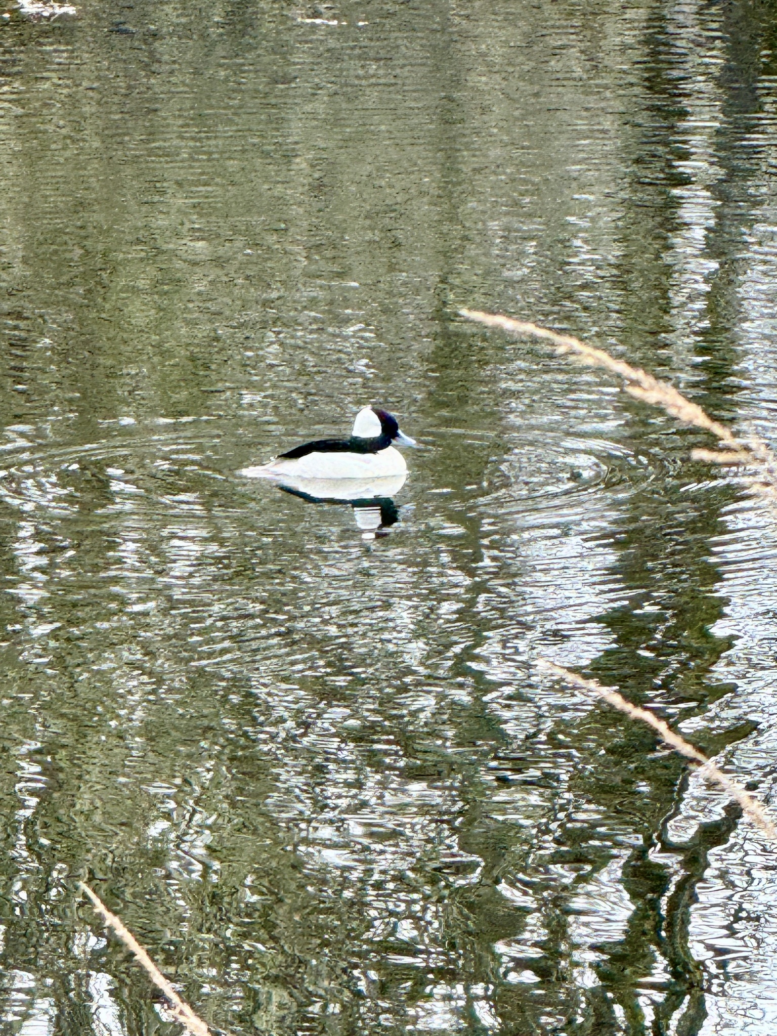Bucephala albeola