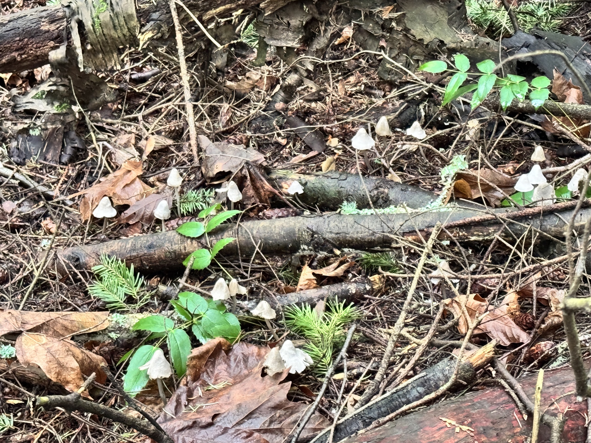 Mycena robusta