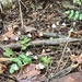 Mycena robusta