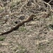 Great Basin Gopher Snake