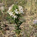 grand collomia