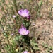 Winecup Clarkia