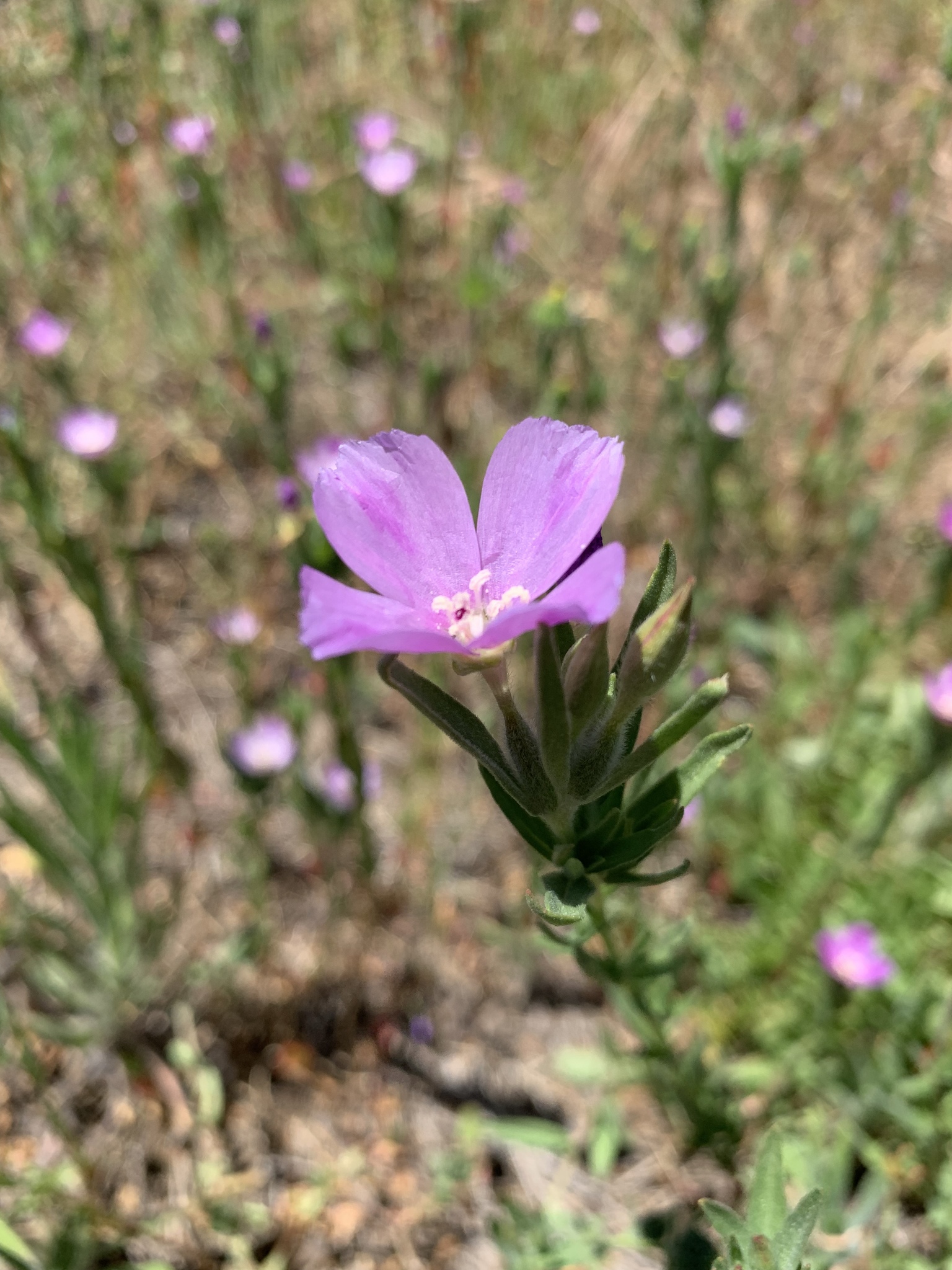 Clarkia