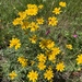 common woolly sunflower