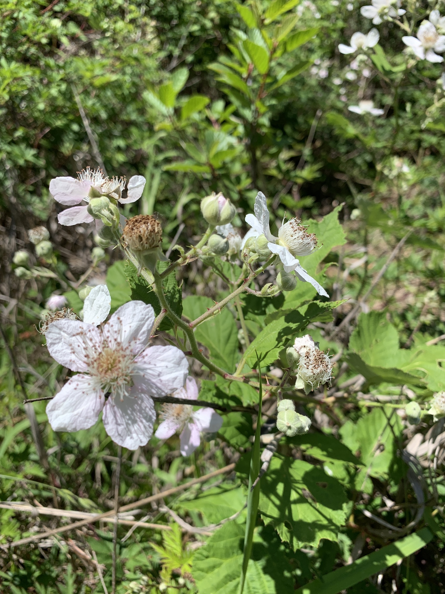 Rubus bifrons