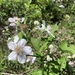 Himalayan Blackberry