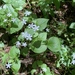 Candy Flower