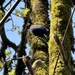 Steller's Jay