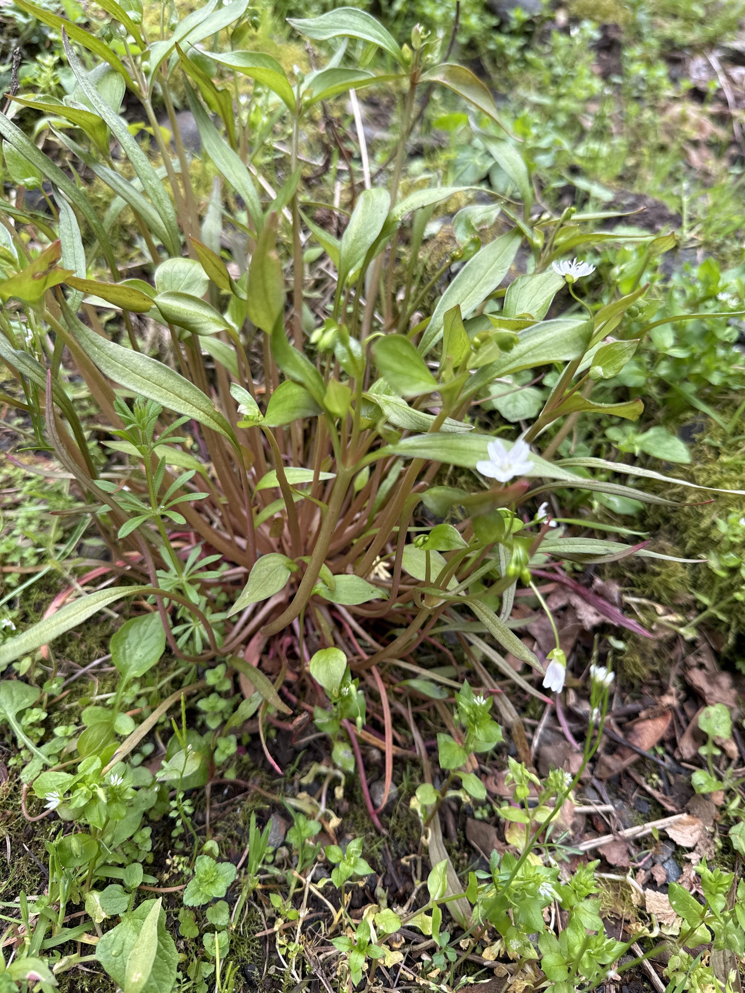 Claytonia