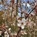 Cherry-plum