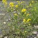 land cress