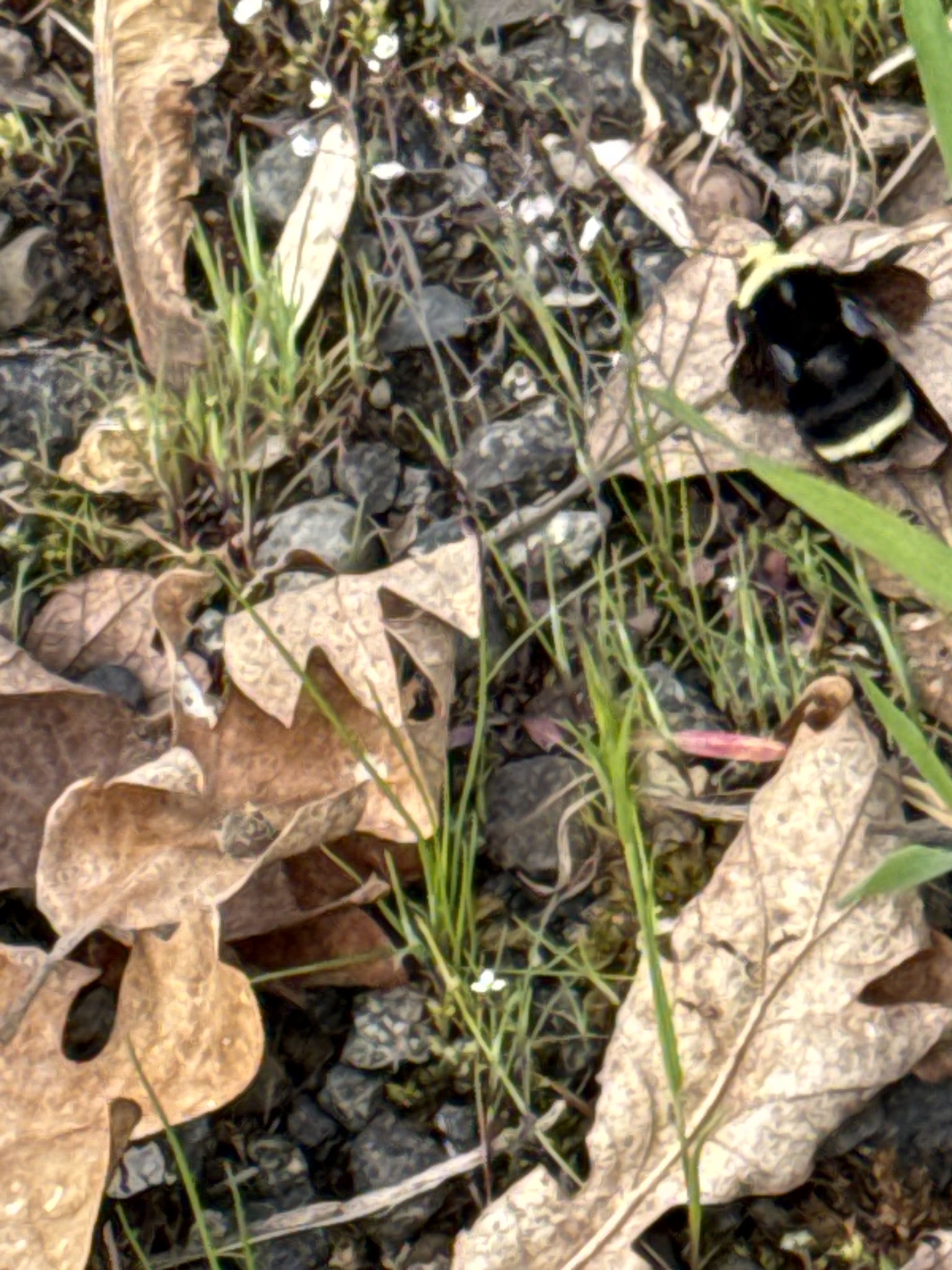 Bombus vosnesenskii