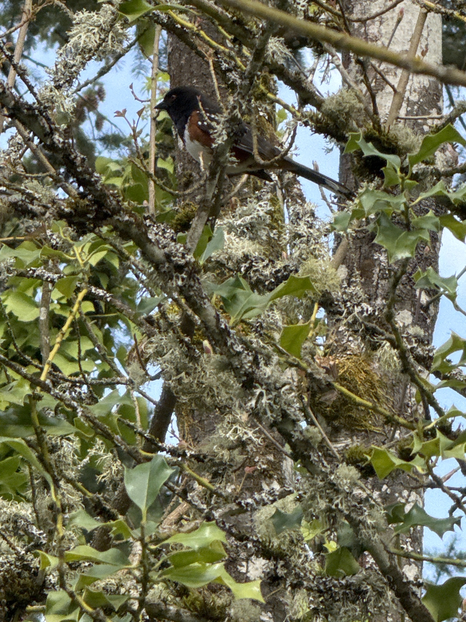 Pipilo maculatus