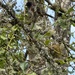 Spotted Towhee