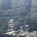 Mountain Viscacha