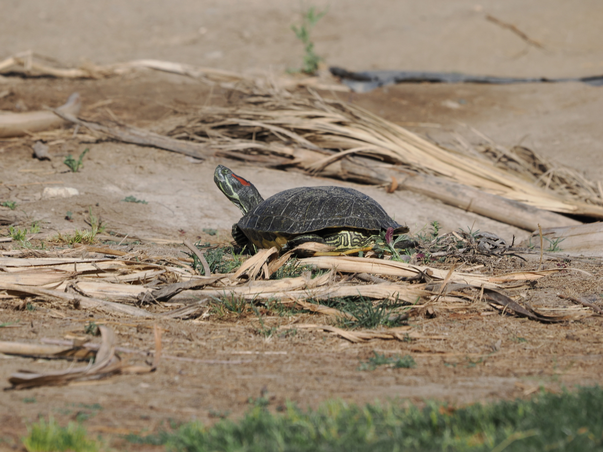 Trachemys scripta