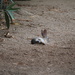 Desert Cottontail