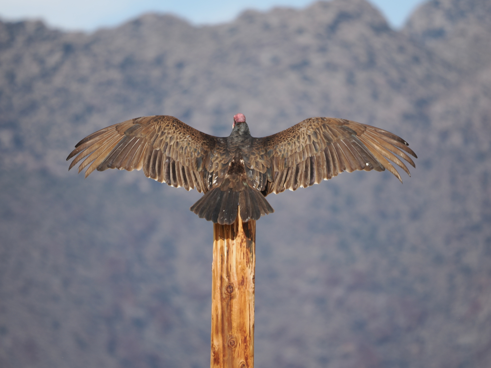 Cathartes aura