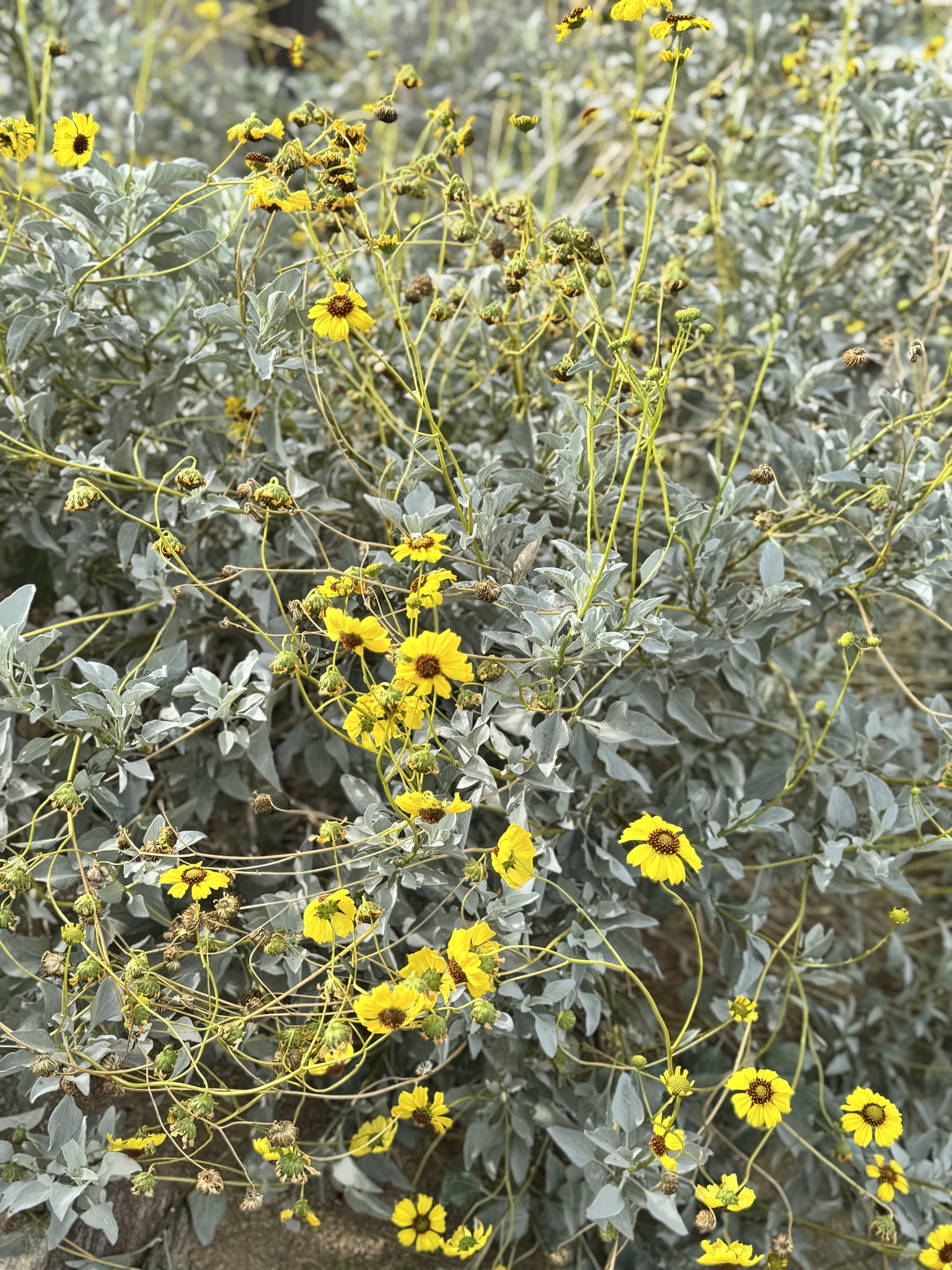 Encelia farinosa