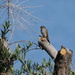 White-crowned Sparrow