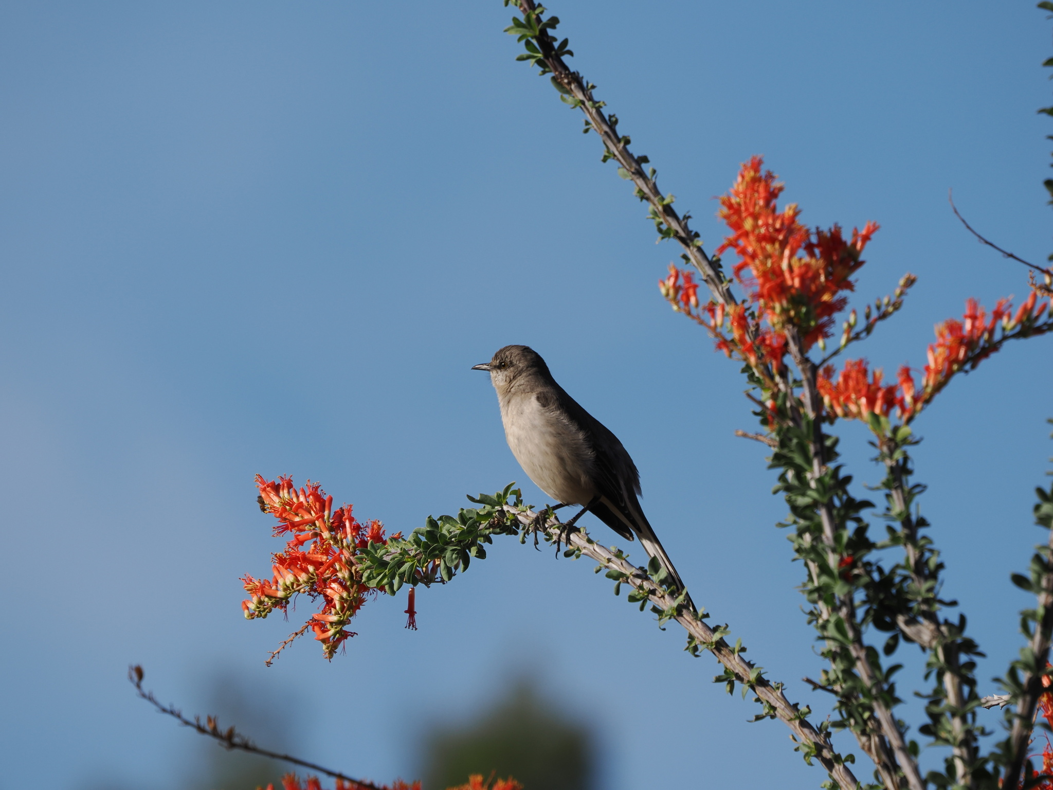 Mimus polyglottos